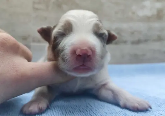 Rasowy sczeniak Border Collie maści merle z hodowli z pełną 4