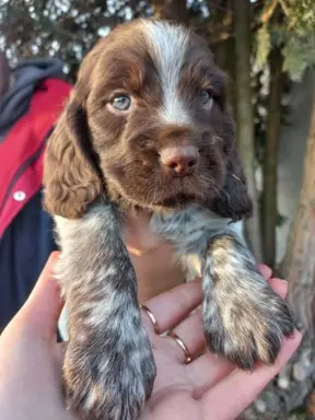 Polski Spaniel Myśliwski szczenięta 1