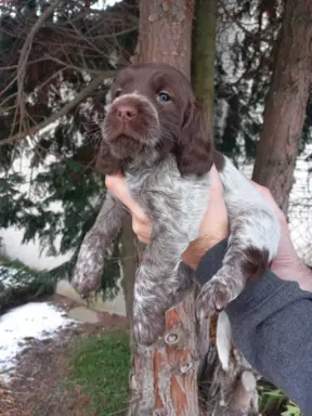 Polski Spaniel Myśliwski szczenięta 2