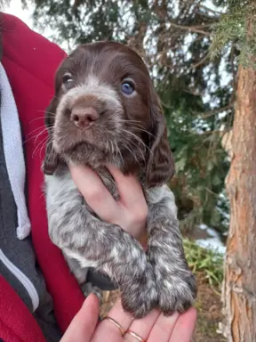 Polski Spaniel Myśliwski szczenięta 3