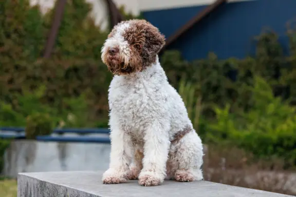 ZAPOWIEDŹ MIOTU - LAGOTTO ROMAGNOLO - AMOR FAMILIA FCI 4