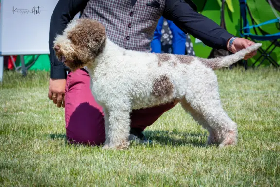 ZAPOWIEDŹ MIOTU - LAGOTTO ROMAGNOLO - AMOR FAMILIA FCI 5