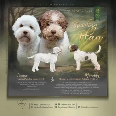 ZAPOWIEDŹ MIOTU - LAGOTTO ROMAGNOLO - AMOR FAMILIA FCI 1