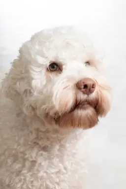 ZAPOWIEDŹ MIOTU - LAGOTTO ROMAGNOLO - AMOR FAMILIA FCI 2