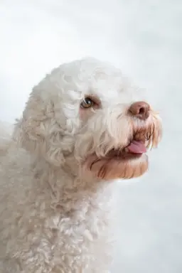 ZAPOWIEDŹ MIOTU - LAGOTTO ROMAGNOLO - AMOR FAMILIA FCI 6