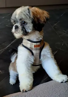 Shih Tzu urocze szczeniaki 5