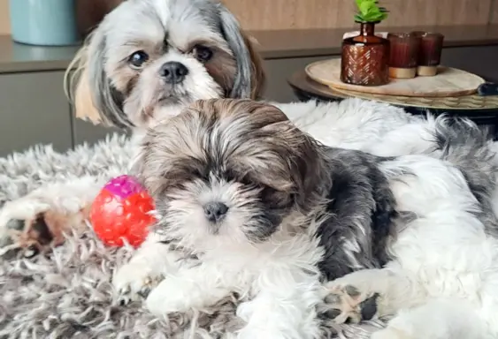 Shih Tzu urocze szczeniaki 3