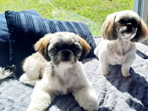 Shih Tzu urocze szczeniaki 6