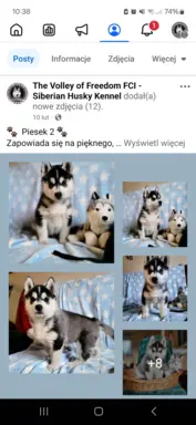 Siberian Husky szczenięta suczka pies zkwp fci po champion 8