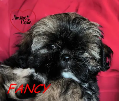 PRZEPIĘKNA SUNIA SHIH-TZU-FANCY 1