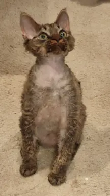 Draco kocurek Devon rex 1