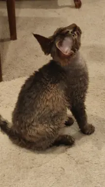Draco kocurek Devon rex 3
