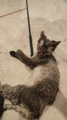 Draco kocurek Devon rex 2