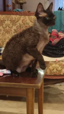 Draco kocurek Devon rex 5