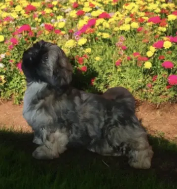 Shih tzu FCI piesek 2