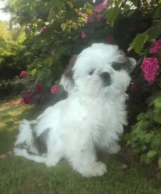 Shih tzu FCI piesek 1