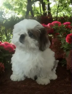 Shih tzu FCI piesek 2