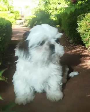 Shih tzu FCI piesek 5