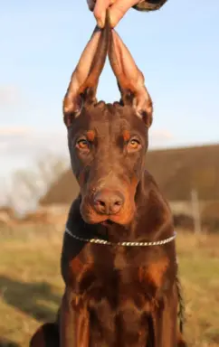 Doberman Szczenięta już są - wyjątkowe skojarzenie ZKWP/FCI 4