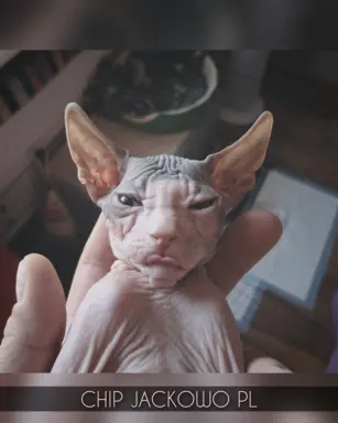 Sfinks Doński/Don Sphynx, CHIP - piękny kocurek, bicolor. 7