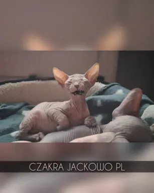 Sfinks Doński/Don Sphynx, CZAKRA - cudna kotka, szylkret. 1