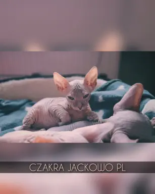 Sfinks Doński/Don Sphynx, CZAKRA - cudna kotka, szylkret. 2