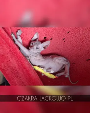 Sfinks Doński/Don Sphynx, CZAKRA - cudna kotka, szylkret. 3