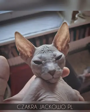 Sfinks Doński/Don Sphynx, CZAKRA - cudna kotka, szylkret. 4