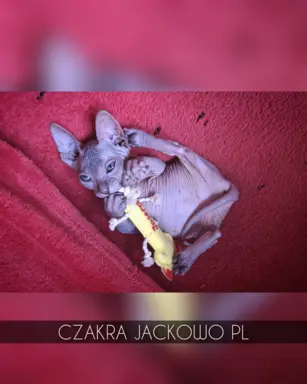 Sfinks Doński/Don Sphynx, CZAKRA - cudna kotka, szylkret. 5