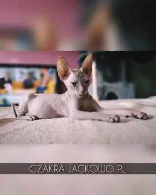 Sfinks Doński/Don Sphynx, CZAKRA - cudna kotka, szylkret. 6