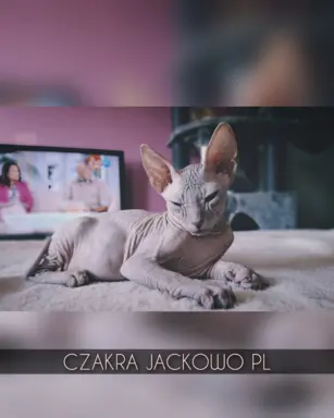 Sfinks Doński/Don Sphynx, CZAKRA - cudna kotka, szylkret. 7