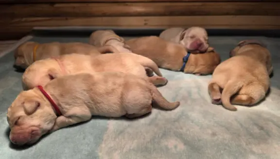 Labrador retriever biszkoptowe szczenięta ZKwP 2