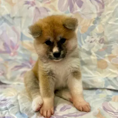 Akita Japońska 2