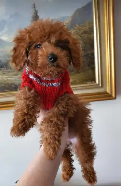 Pudel Toy-Miniatura red suczka,piesek 4