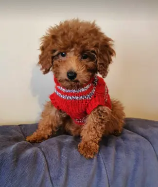 Pudel Toy-Miniatura red suczka,piesek 5