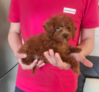 Pudel Toy-Miniatura red suczka,piesek 7