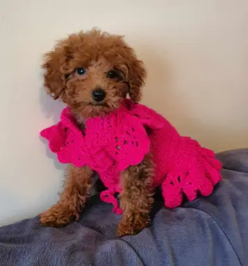 Pudel Toy-Miniatura red suczka,piesek 6