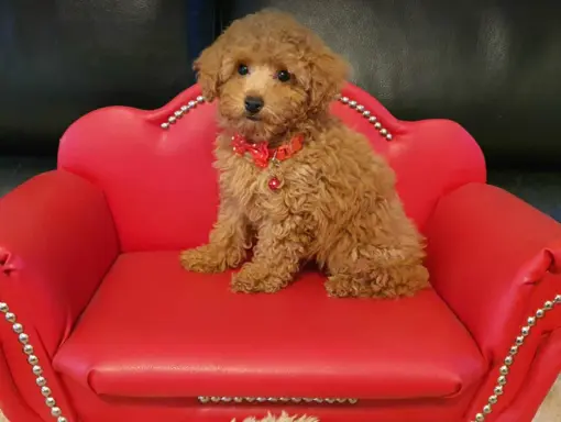 Pudel Toy-Miniatura red suczka,piesek 9