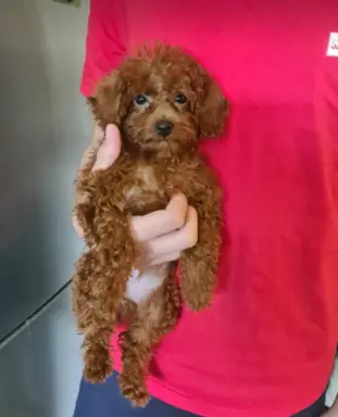 Pudel Toy-Miniatura red suczka,piesek 8