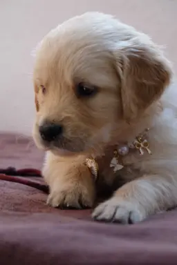 Golden Retriever szczenięta gotowe do odbioru 5