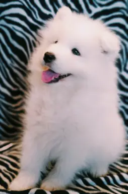 Szczeniaki Samoyed odbiór kwiecień 3