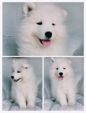 Szczeniaki Samoyed odbiór kwiecień 1