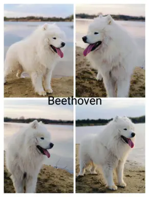 Szczeniaki Samoyed odbiór kwiecień 9
