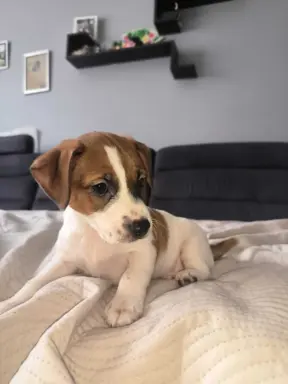 Szczeniaki Jack Russell terrier 9