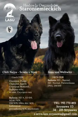 Owczarek Staroniemiecki 1