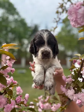 Springer Spaniel Angielski 1