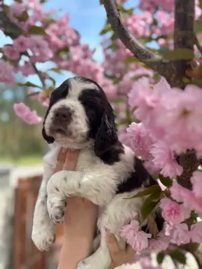 Springer Spaniel Angielski 5