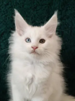 Kocurek Maine coon Jogurt 1