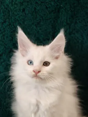 Kocurek Maine coon Jogurt 2