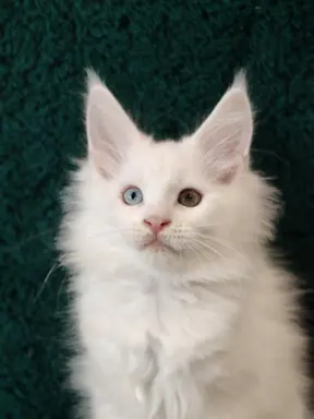 Kocurek Maine coon Jogurt 3
